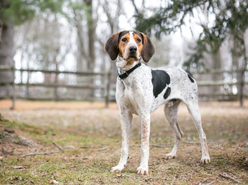 Walker Hound (Treeing Walker Coonhound) for bear hunting